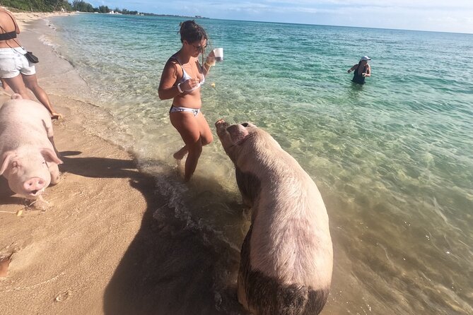 Ultimate SeaXscape Pigs/Turtles/Snorkel/Lunch/Drinks/PU/DO - Key things to know before you go