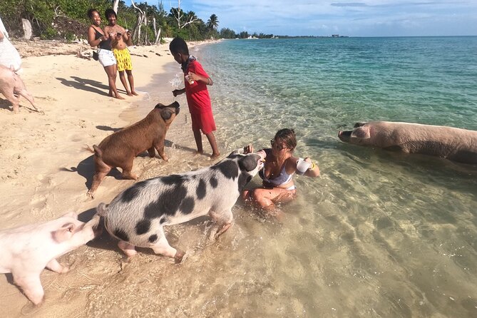 Ultimate SeaXscape Pigs/Turtles/Snorkel/Lunch/Drinks/PU/DO - Meeting the swimming pigs: photos, feeding, and how the stop is handled